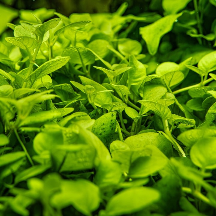Waterplant Hygrophila Serpyllum in vitro