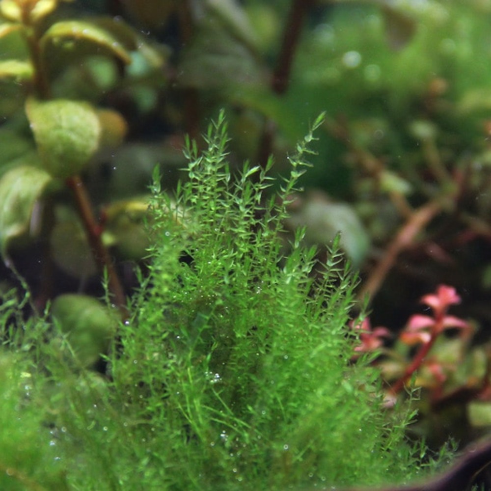 Amblystegium serpens in vitro