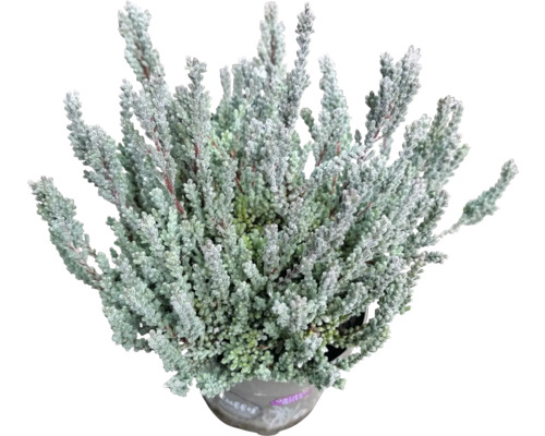 Knopheide Gardengirls® 'Fluffy' FloraSelf Ø 11 cm pot