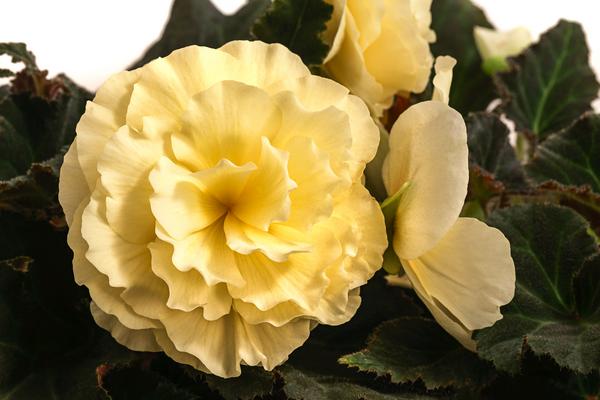 Hängebegonie 'Champagner'