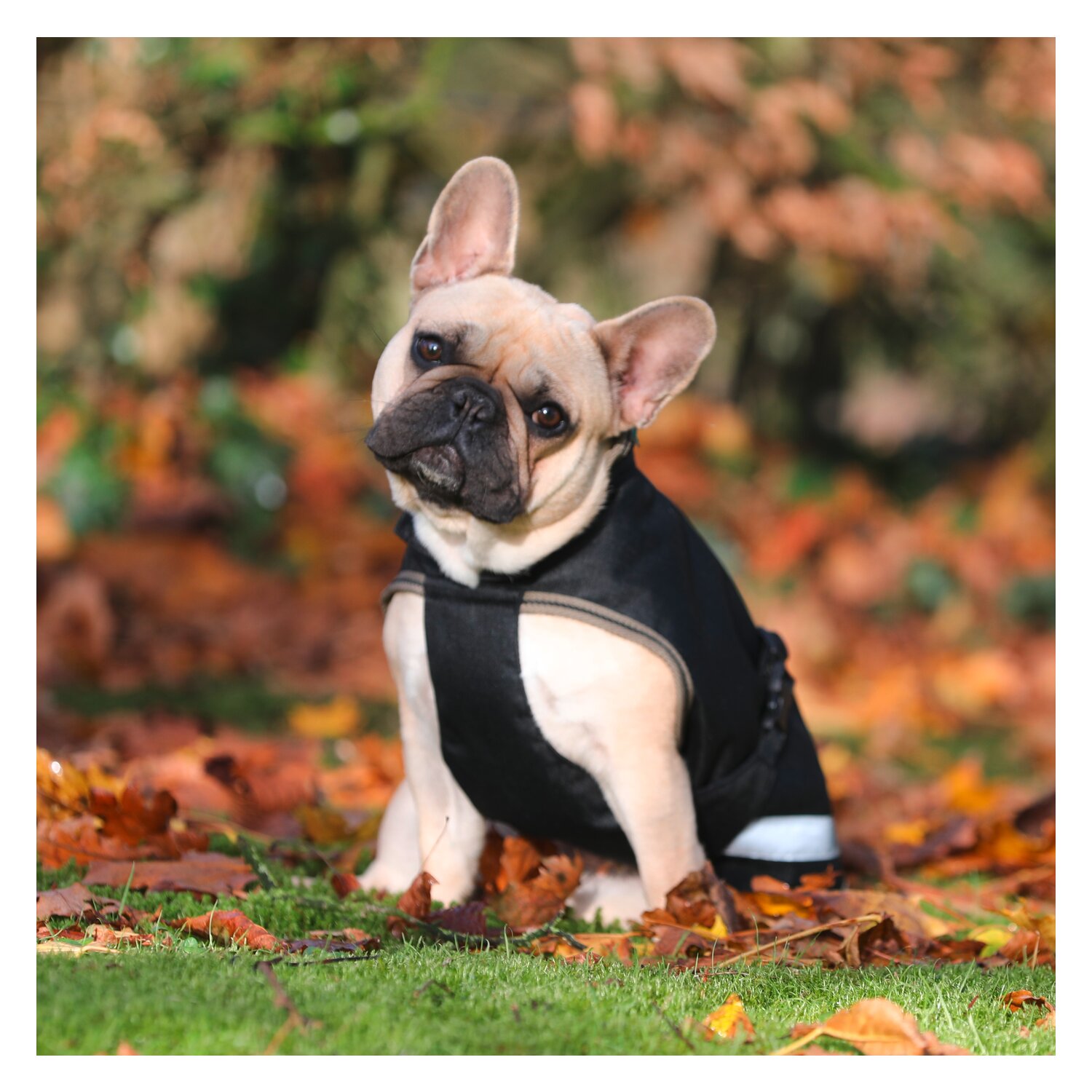 bucas Hundemantel Dog Rug Freedom 50 g - black/taupe