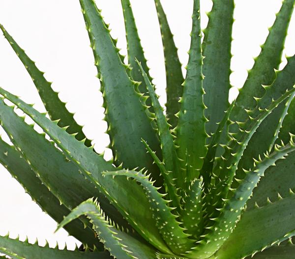 Tintenfisch-Aloe - Aloe arborescens