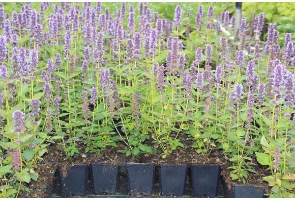 Dropplant (Agastache 'Black Adder') D 9 H 10 cm