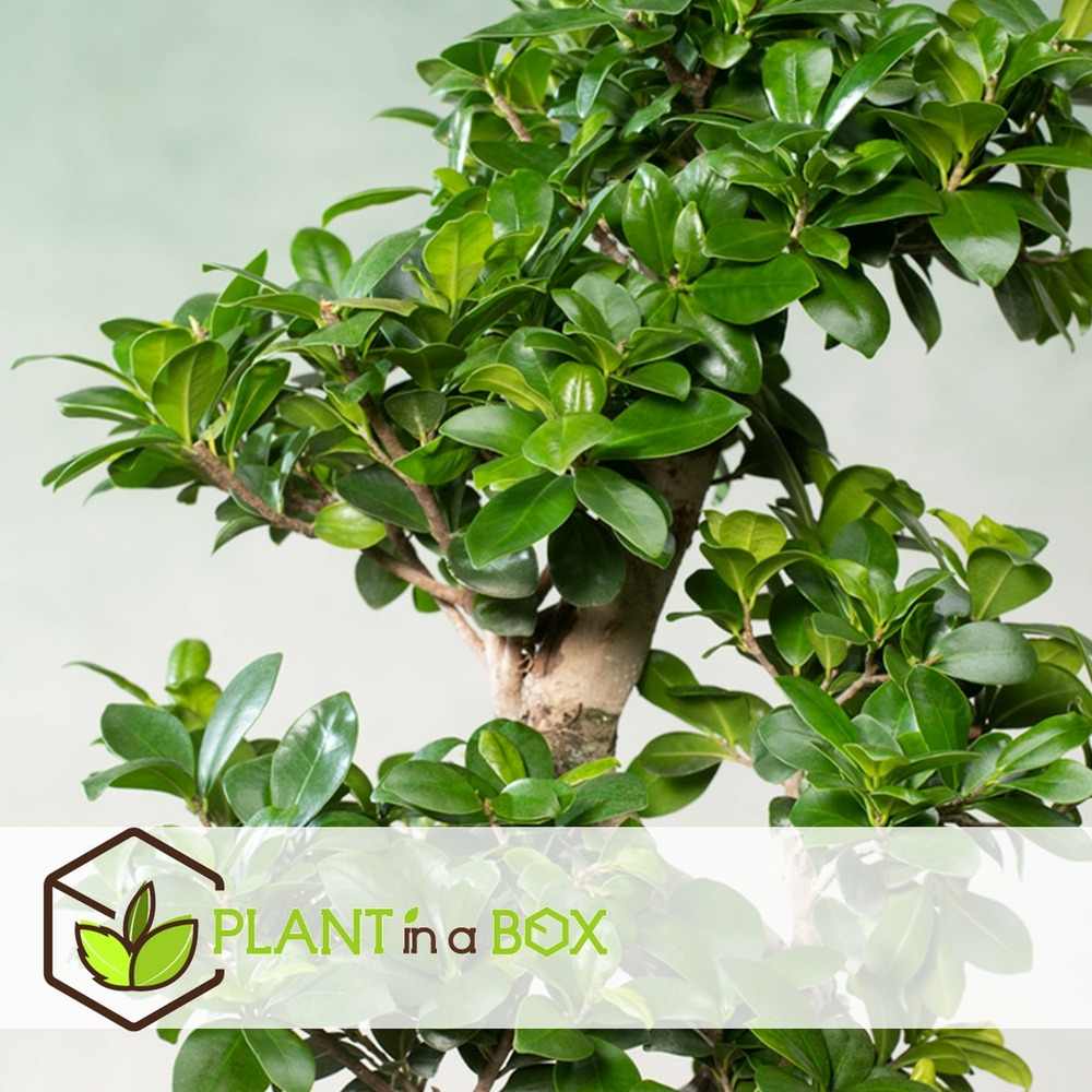 Ficus ginseng s-shape - japonaise bonsai - pot 20cm - hauteur 55-65cm