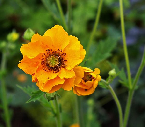 Bio Nelkenwurz 'Lady Stratheden'