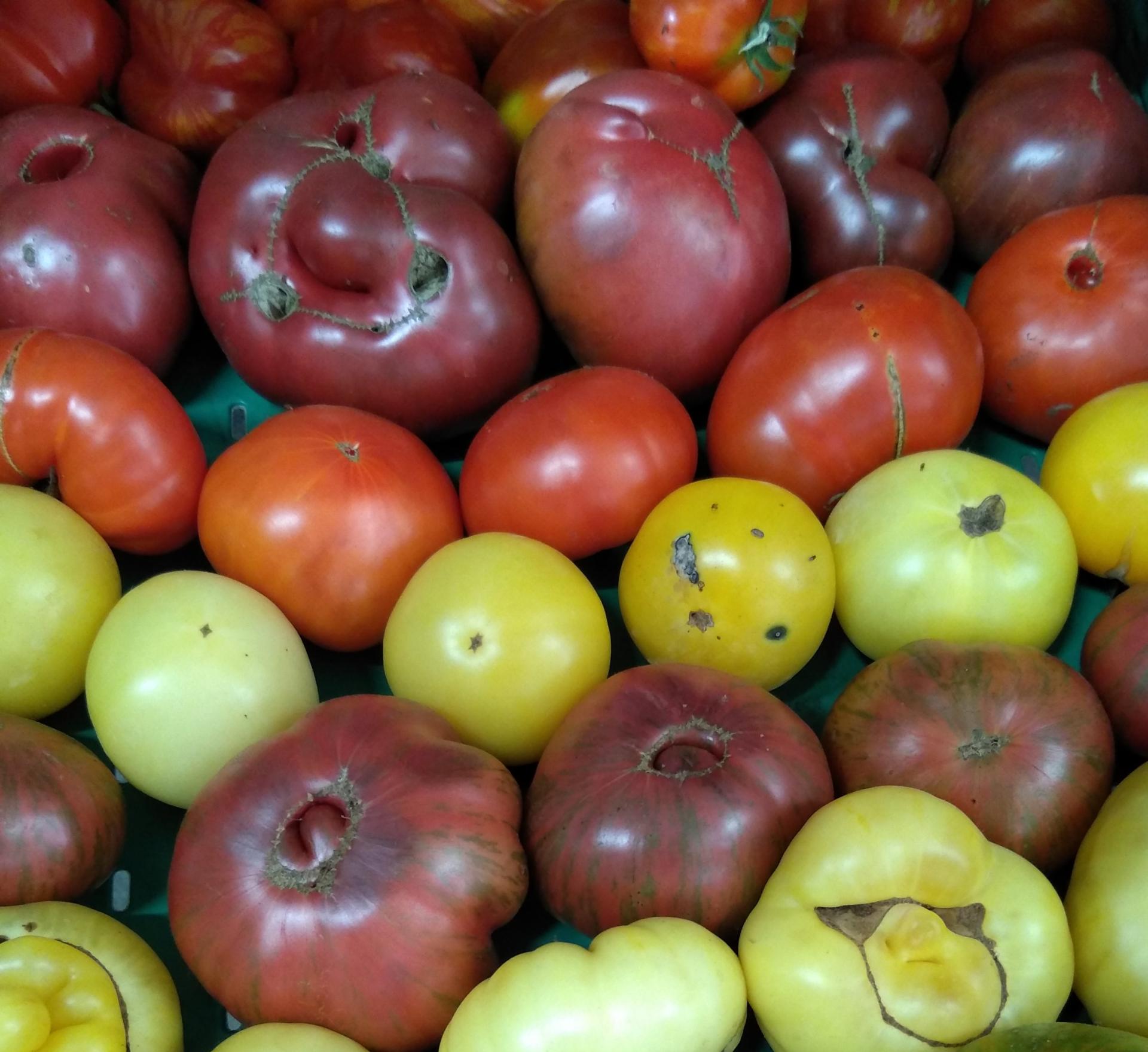 Lot de 10 sachets de graines de tomates anciennes bio