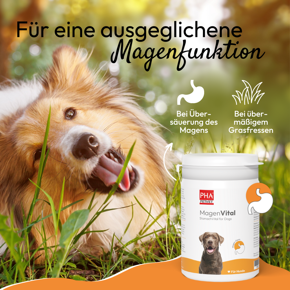 PHA MagenVital Plv für Hunde Ds 200 g