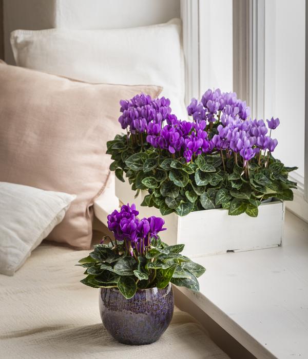 Alpenveilchen - Cyclame 'Dragon Blue'