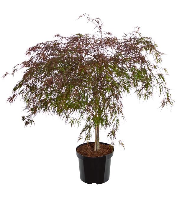 Dunkelroter Schlitz-Ahorn 'Dissectum Garnet'