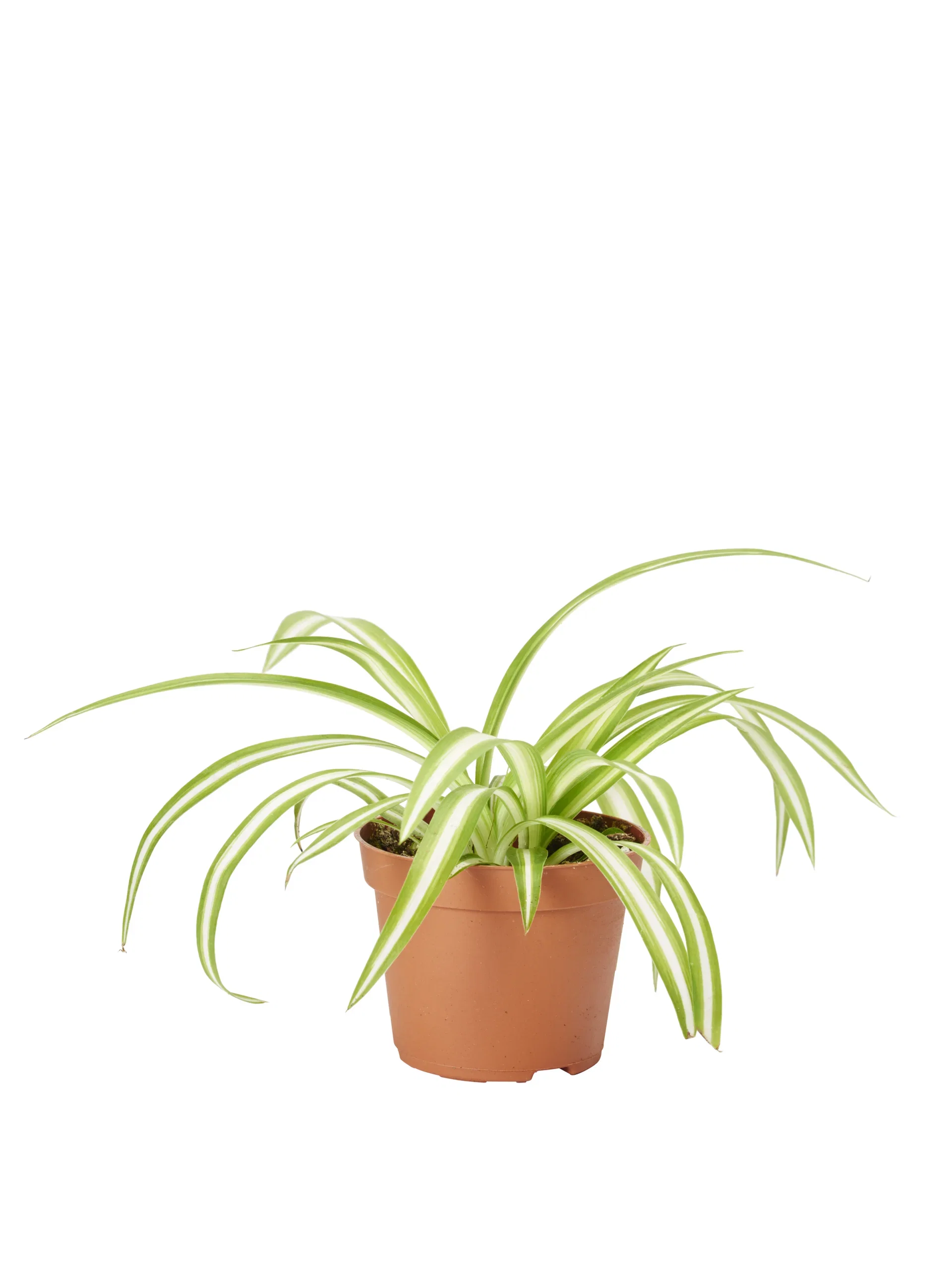 Chlorophytum comosum 'Variegatum' Grønnrenner Høyde 10 cm