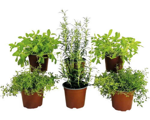 Biologische kruidenset FloraSelf Biologische Grillkruidenmix 6 stuks Ø 12 cm pot