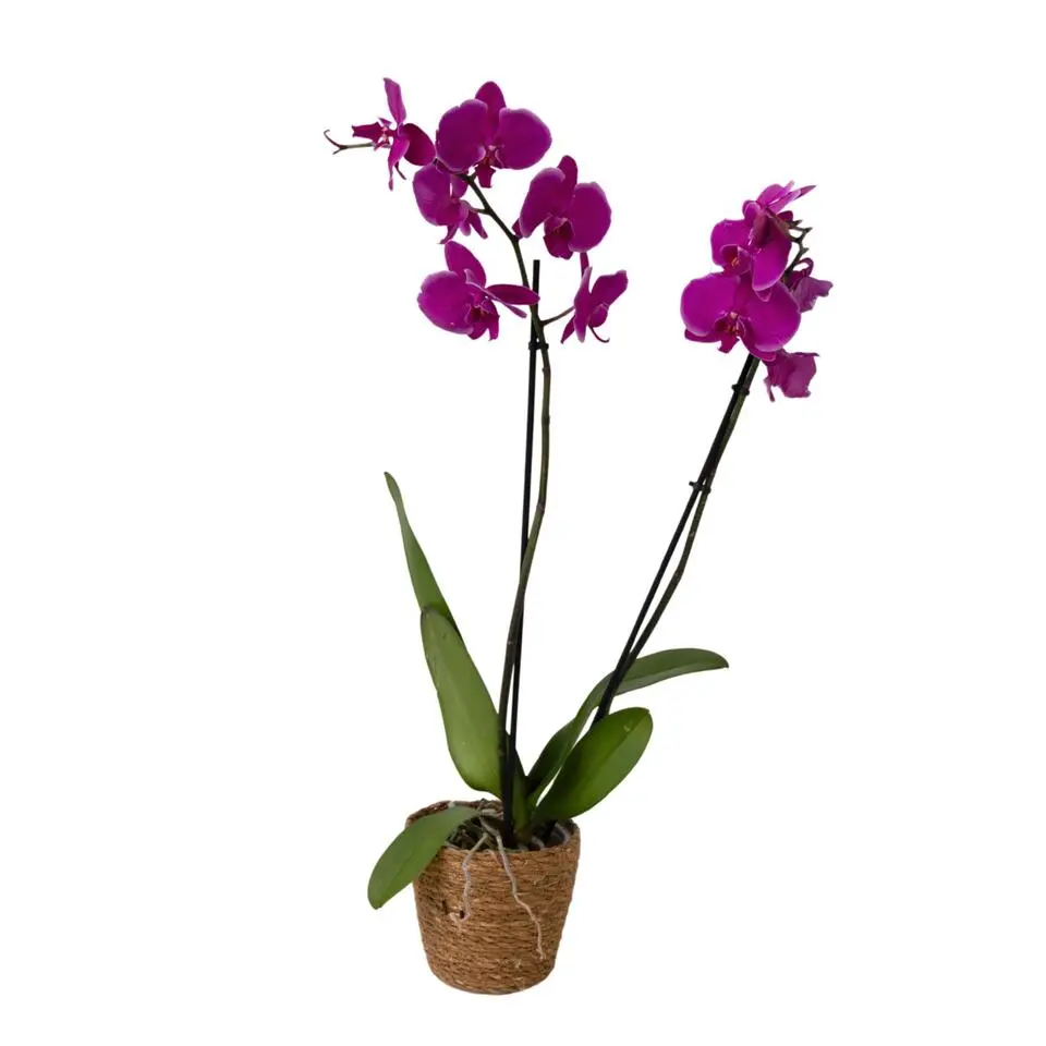 Orchidee - Phalaenopsis - Hoogte 50-60cm - ⌀12cm