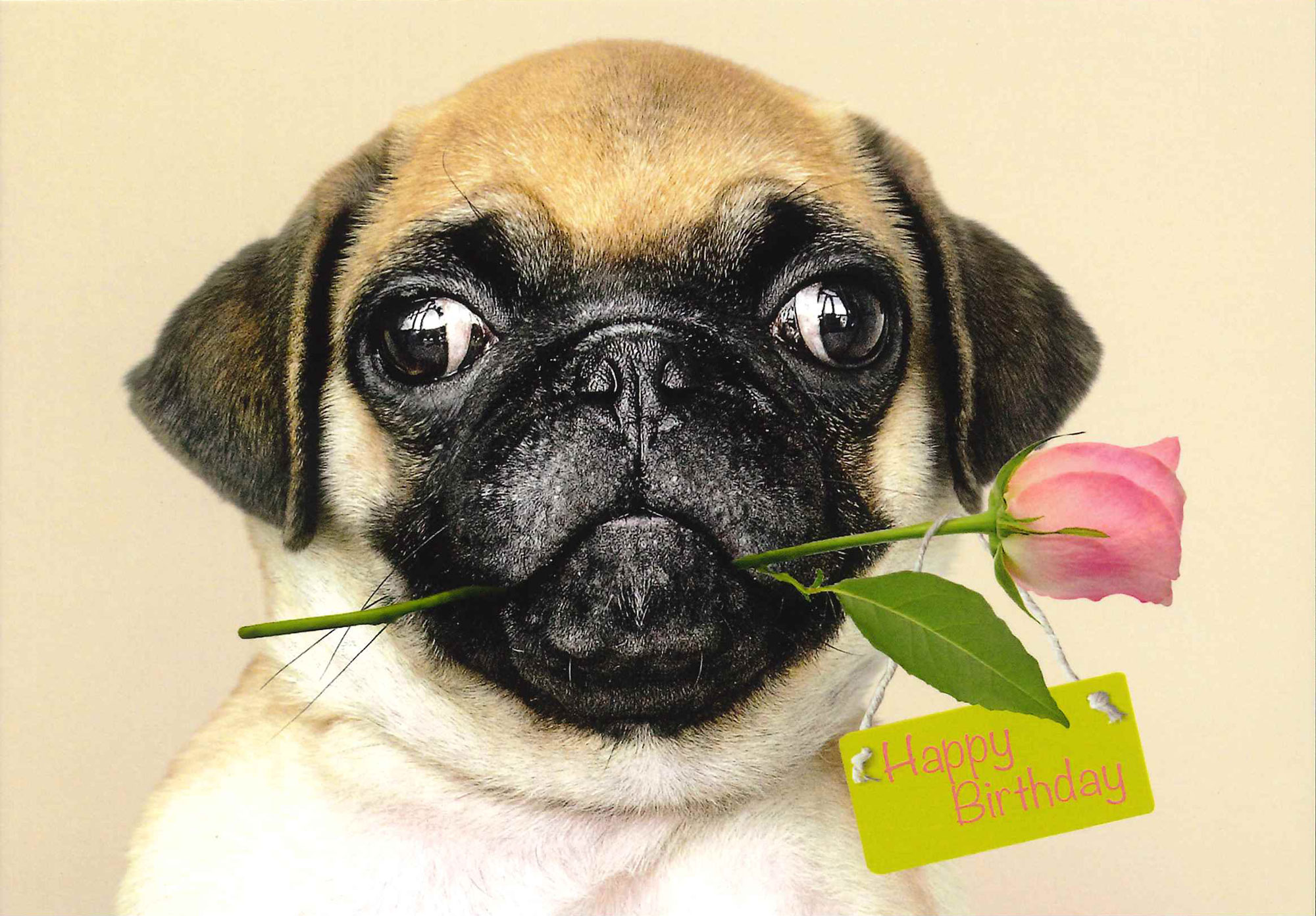 Postkarte 'Happy Birthday Mops' günstig bestellen