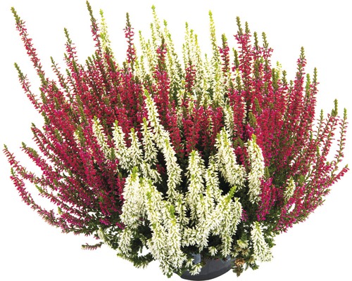 Tweekleurige heide FloraSelf Calluna vulgaris 'Beauty Ladies' Twin Ø 11 cm pot