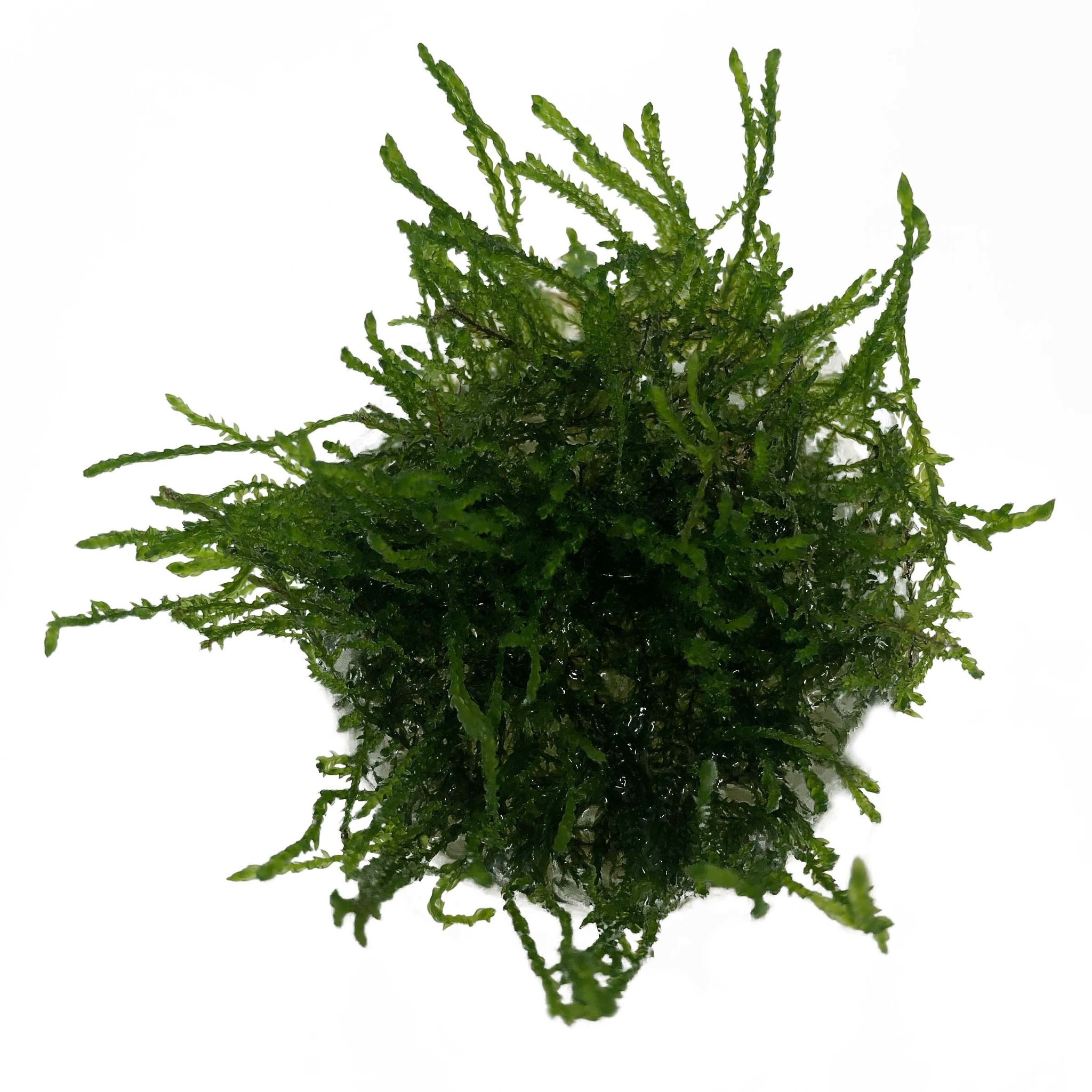 Vesicularia Ferriei 'Weeping' in vitro bakje