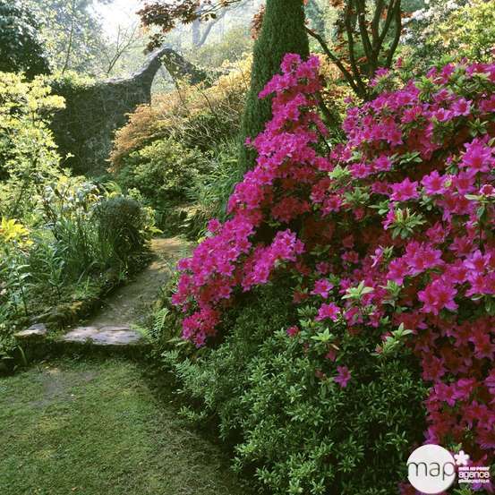 Azalea japonica H25/30 cm : pot 3 L - Coloris variables