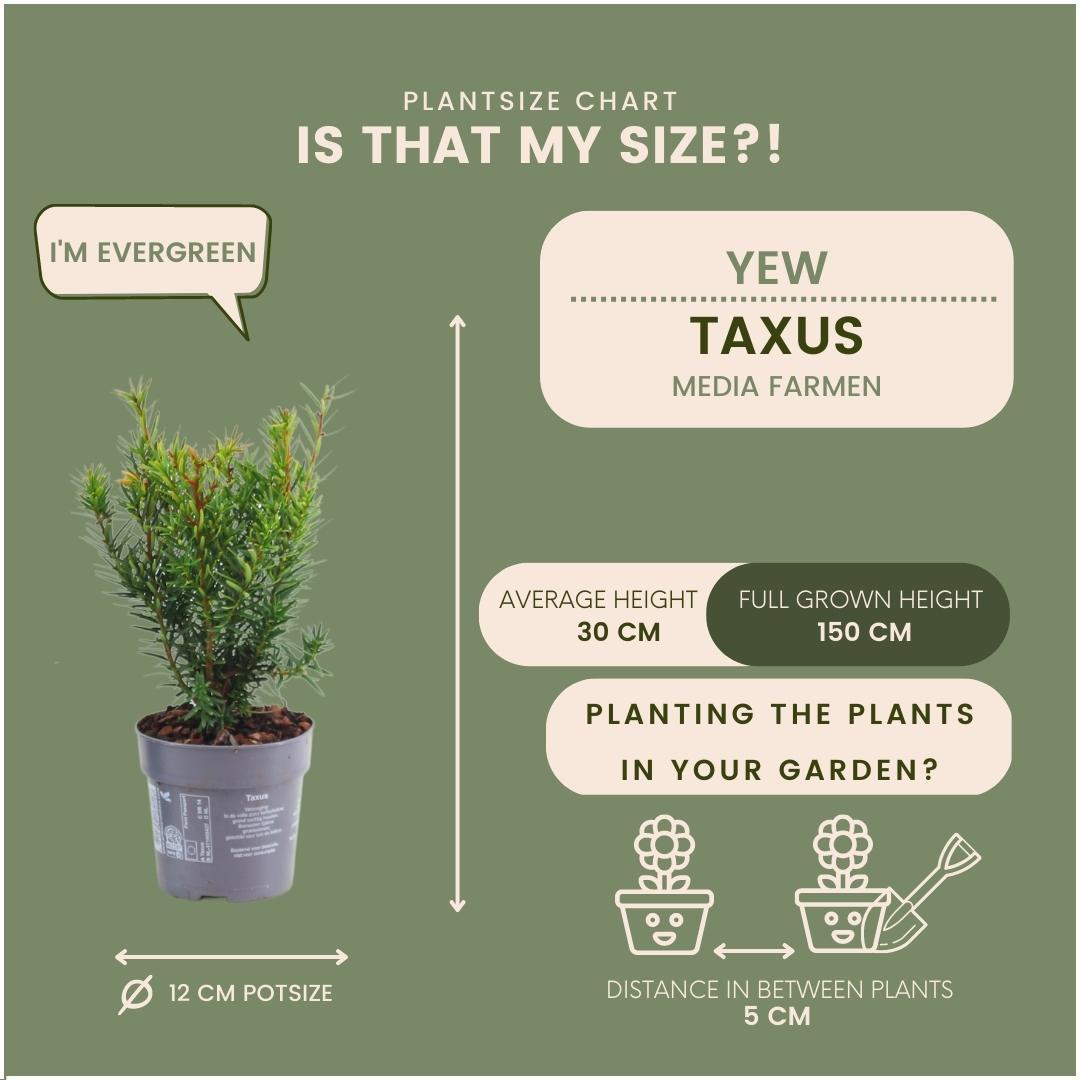 Taxus media farmen - lot de 6