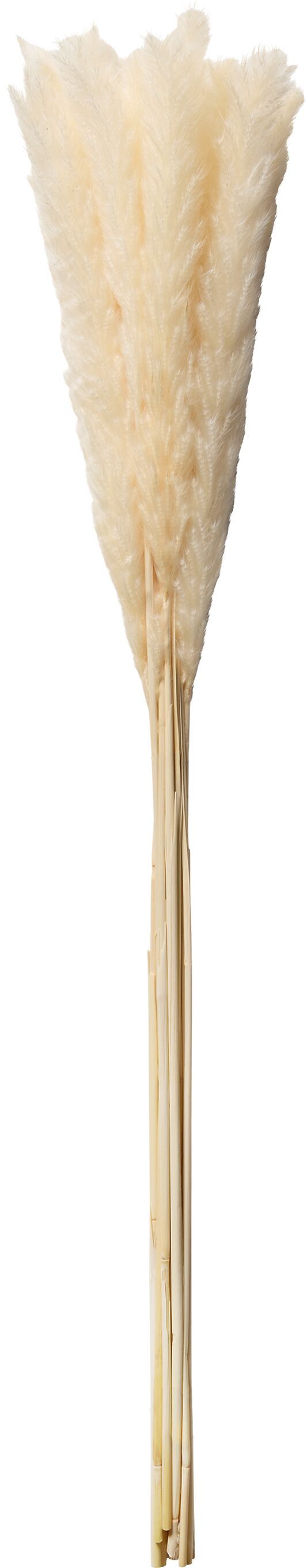 PAMPAS Trockenpflanze - Weiss / H: 100.0 cm