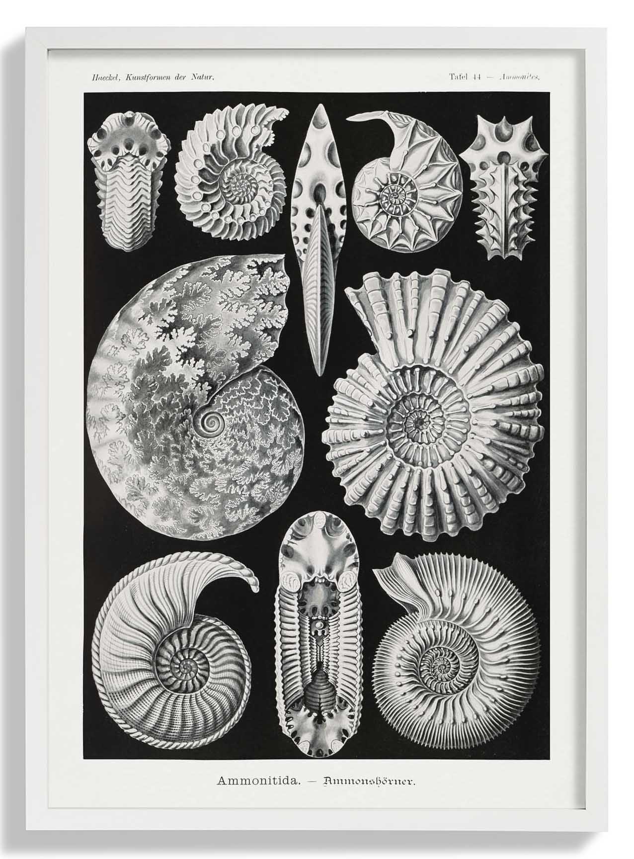 Ammonitida von Ernst Haeckel