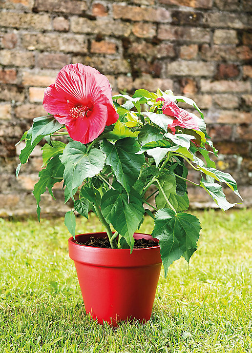 Vaso terre cuite Deroma BigBand piment ø23,8 x h.21,2 cm