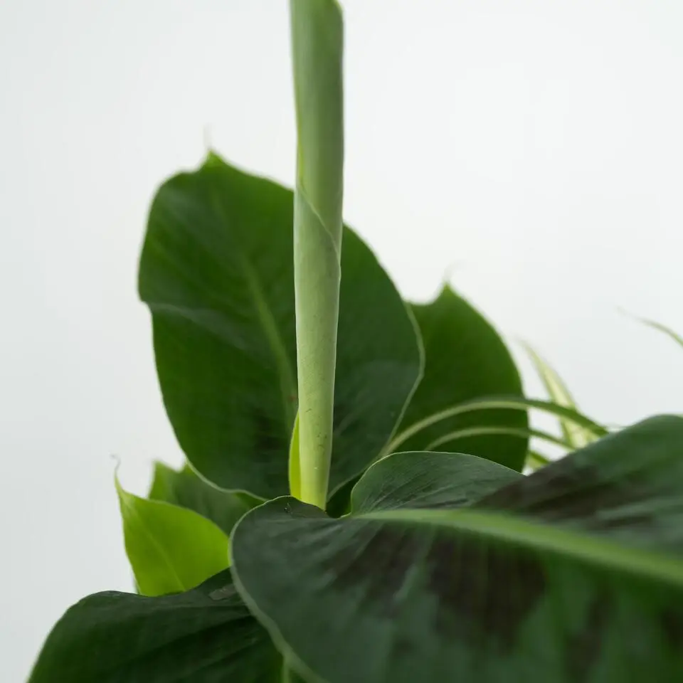 Kamerplanten - Set van 4 - Areca Asplenium Clusia Musa - Hoogte 25-40cm - ⌀12cm