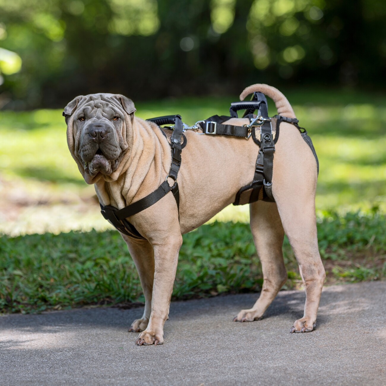 PetSafe CareLift Hebegeschirr für Hunde beige/ schwarz M
