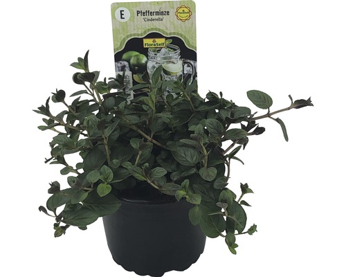 Pepermunt FloraSelf Mentha piperita 'Assepoester' Ø 12 cm pot