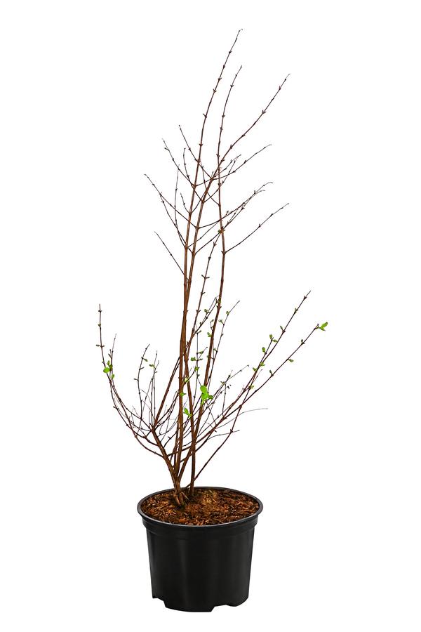 Schneebeere 'Mother of Pearl'