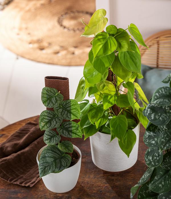 Baumfreund - Philodendron micans 'Lime' am