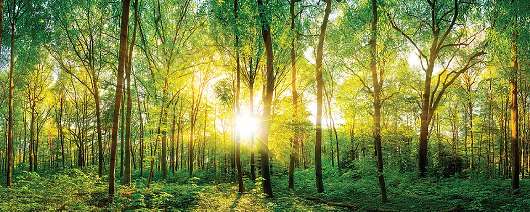 Glasbild 125 x 50 cm Sunlight Forest I