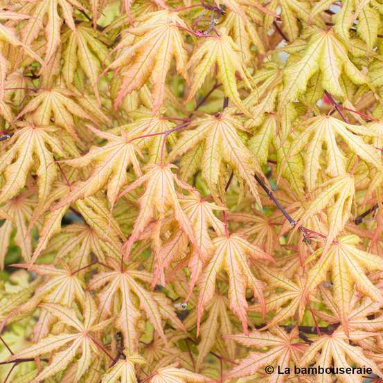 Acer Palmatum Reticulatum Red : C30L h.100/125cm