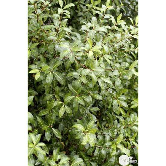 Pittosporum Tenuifolium : ctr 7 litres
