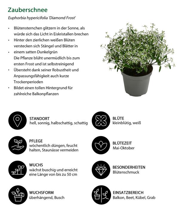Beet- & Balkonpflanzen-Set Sommerpurpur,