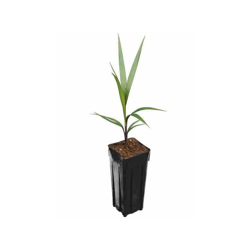 Hyophorbe lagenicaulis (palmier bouteille) blanc - taille pot de 5 litres ? 60/80 cm