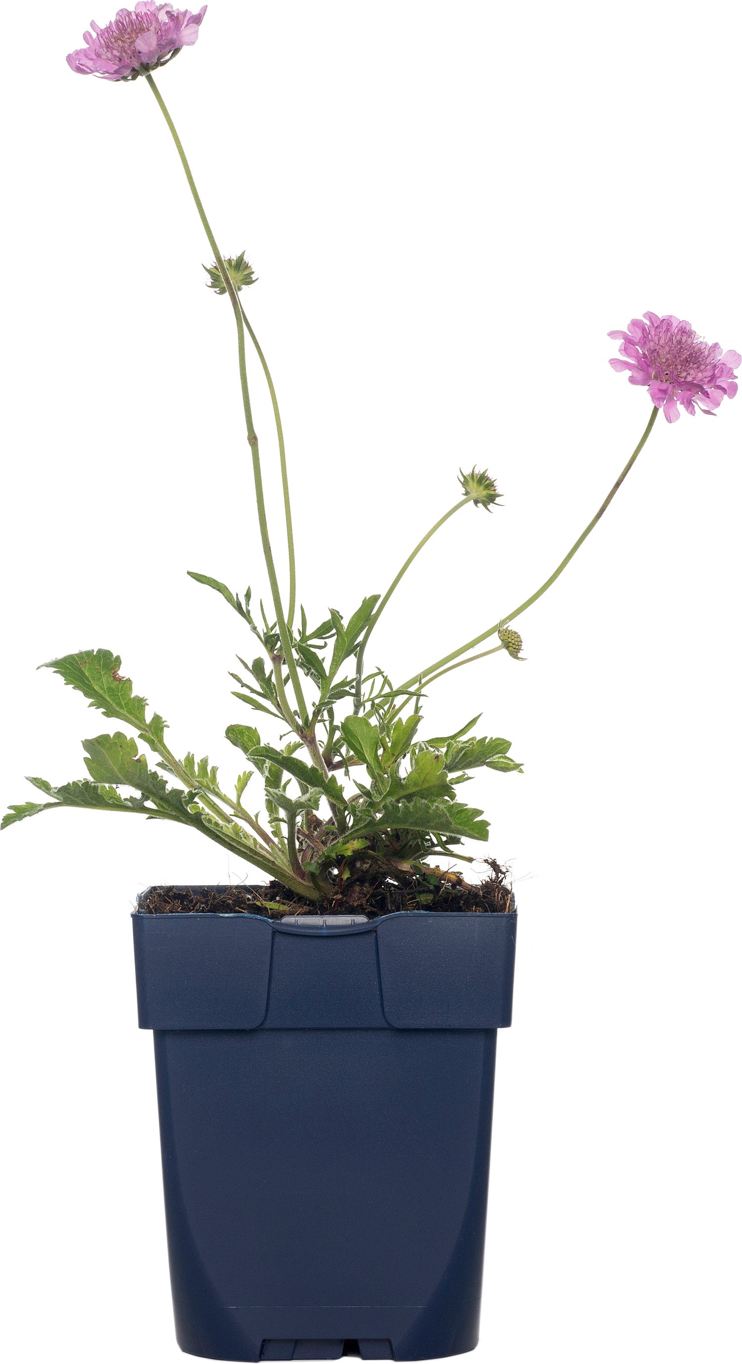 Duifkruid (Scabiosa columbaria 'Pink Mist') D 11 H 10 cm