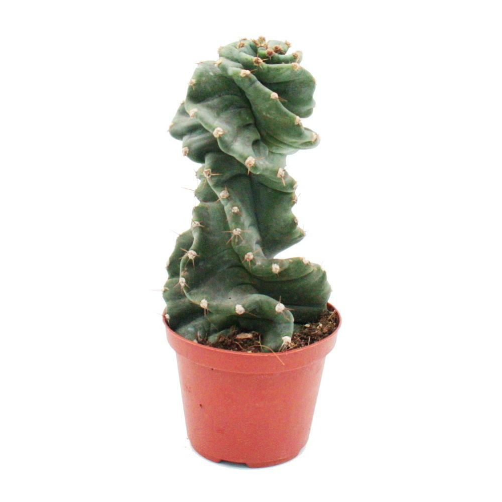 Cereus jamacaru 