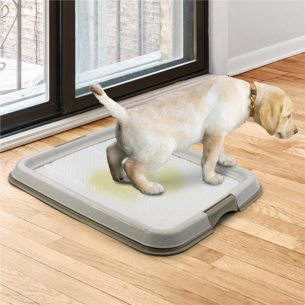 Bac de propreté pour chien