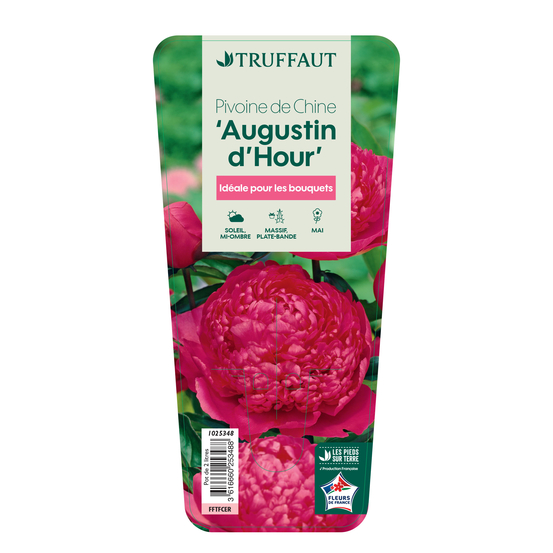 Pivoine de Chine 'Augustin d'Hour': pot 2L