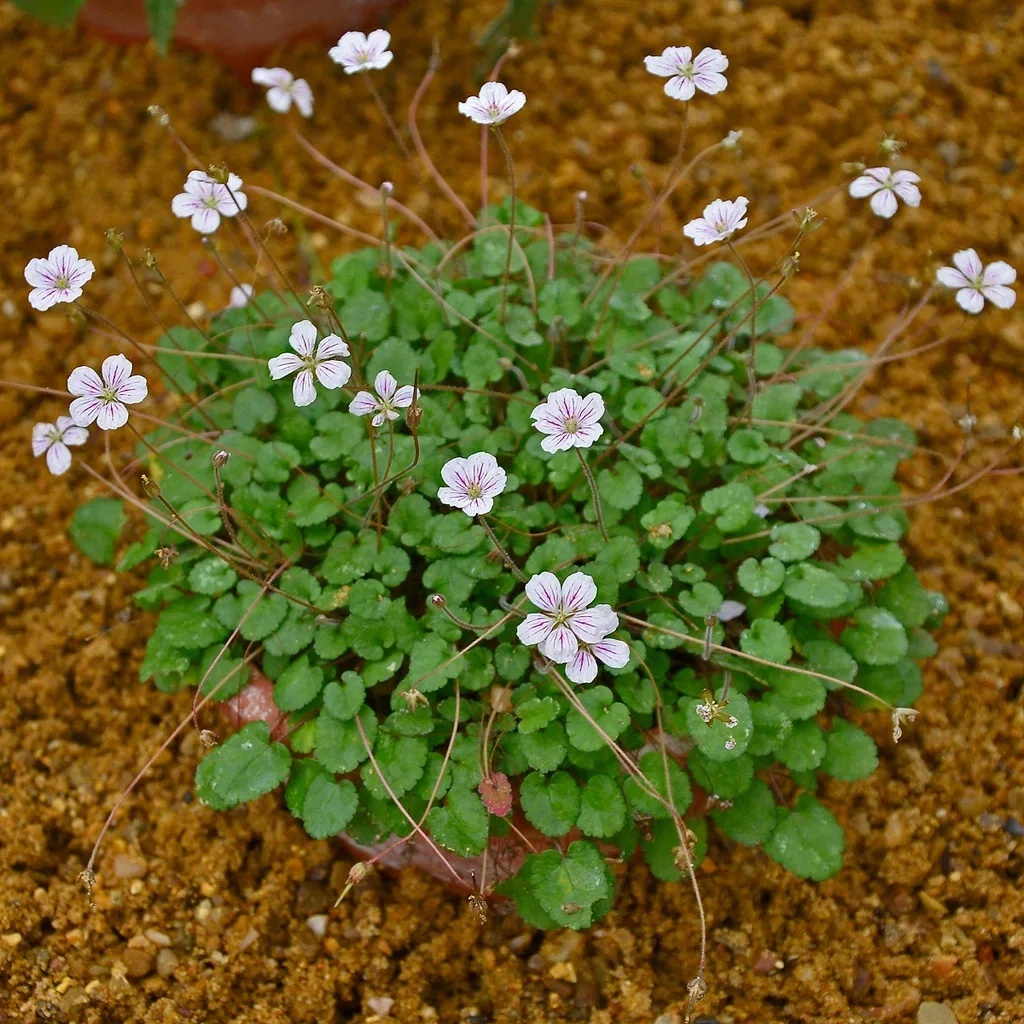 Erodium reichardii 'Album' Tranehals 'Album' Ø11 cm
