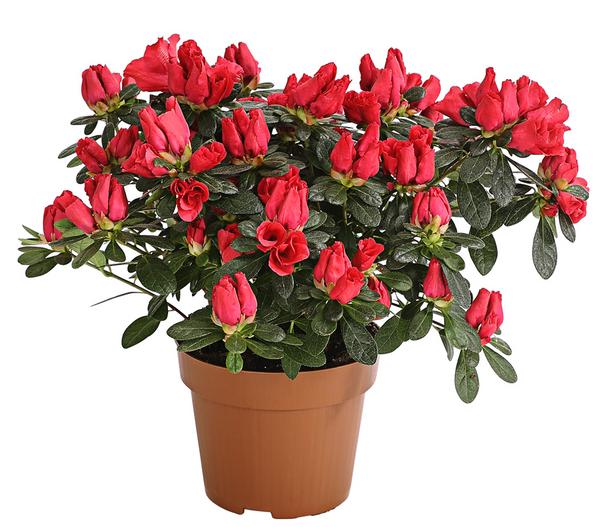 Zimmerazalee - Rhododendron simsii