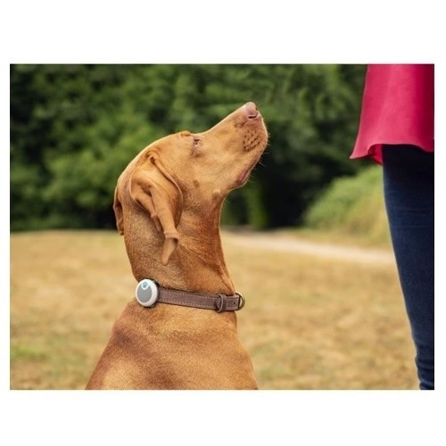 Monitor de atividades e comportamento para cães.