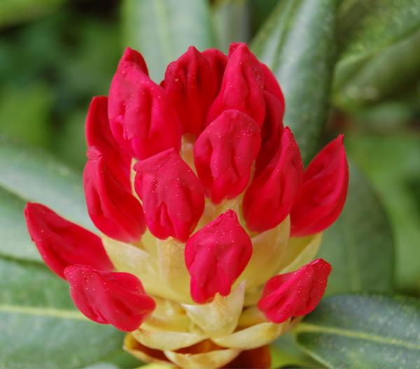 Rhododendron