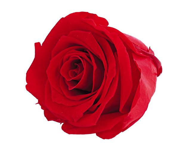 Dehner Longlife-Rose, ca. Ø6 cm