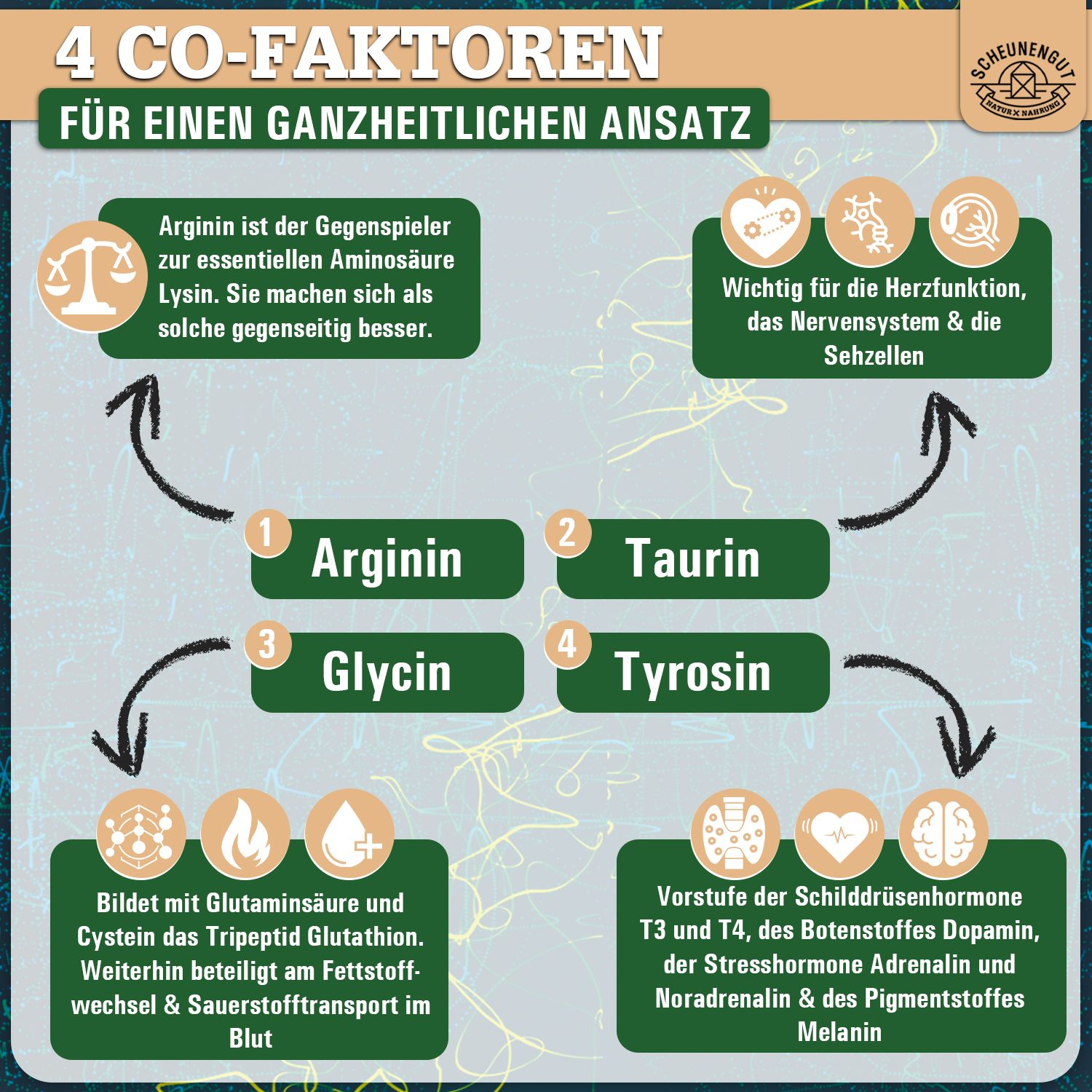 Scheunengut® Amino Intenso | Aminosäuren Komplex EEAs inkl. BCAAs