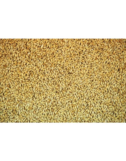 Versele-Laga Gerst - Duiven - Duivenvoer - 25 kg