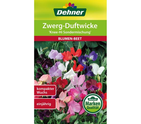 Dehner Samen Zwerg-Duftwicke 'Knee-Hi
