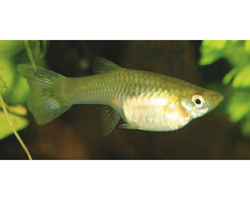 Vis Guppy Vrouw Kleurrijk - Poecilia reticulata W
