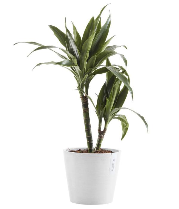 Ecopots Kunststoff-Topf Amsterdam mit