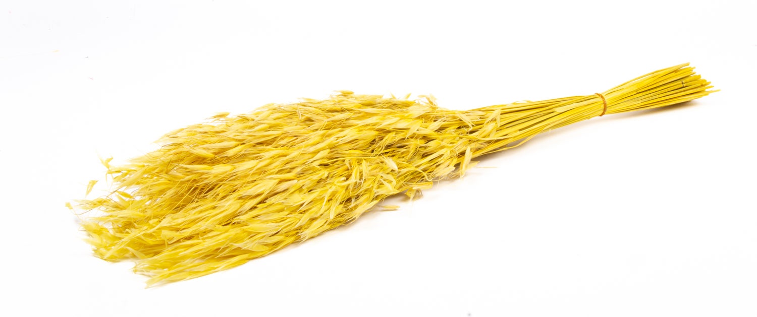 Droogbloemen Wilde Haver (Avena) geel H 50 cm