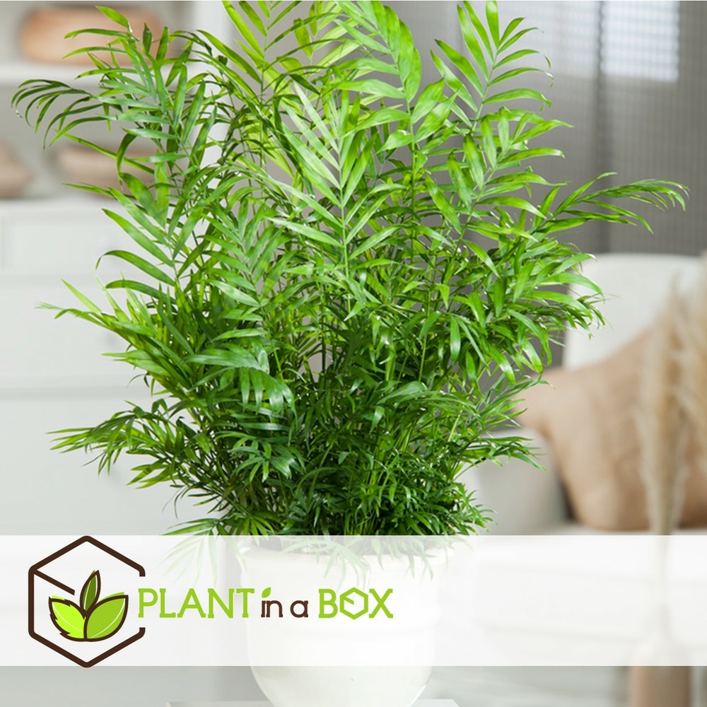 Mélange de mini palmiers - set de 3 - pot 12cm - hauteur 30-40cm